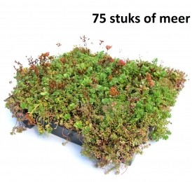 Minimaal75stuksDakgroenSedumtrayvoordakenTypeTEKantKlaar15gradenprijsper1traySempergreen-Sempergreen