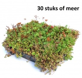 Minimaal30stuksDakgroenSedumtrayvoordakenTypeTEKantKlaarClicknGo15gradenprijsper1traySempergreen-Sempergreen
