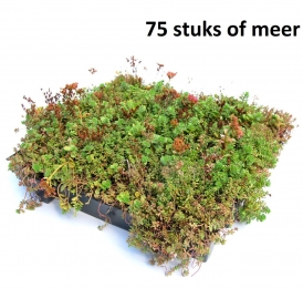 Minimaal75stuksDakgroenSedumtrayvoordakenTypeTEKantKlaar15gradenprijsper1traySempergreen-Sempergreen