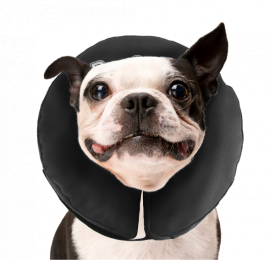 ZenpetProcollarM