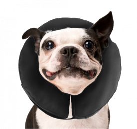 ZenpetProcollarM