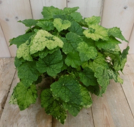 2stuksKamerplantKindjeopmoedersschootTolmiea-Warentuinnatuurlijk