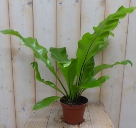 KamerplantAsplenium-Warentuinnatuurlijk