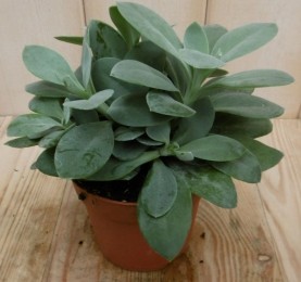 2stuksKamerplantVesuviusFlavoursSenecioCephalophorus-Warentuinnatuurlijk