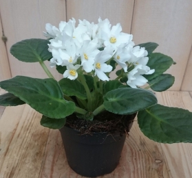 2stuksKamerplantKaapsvioolwitSaintpauliaWarentuinNatuurlijk-Warentuinnatuurlijk