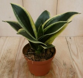 MiniKleinVrouwentongSansevieriageelbontminikamerplantSanseveriaWarentuinNatuurlijk-Warentuinnatuurlijk