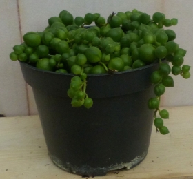 KamerplantErwtenplant-Warentuinnatuurlijk