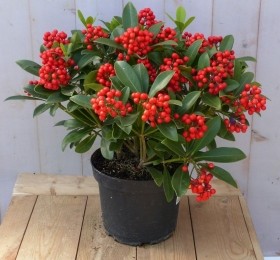 Skimmiamix50cm-Warentuinnatuurlijk