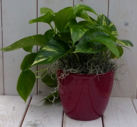 Epipremnumgeelgroenrodepot25cmWarentuinNatuurlijk-Warentuinnatuurlijk