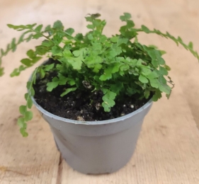 MinivarentjekamerplantWarentuinNatuurlijk-Warentuinnatuurlijk