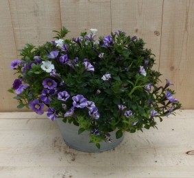 Zinkenbakjezomerbloeierspaarsblauwdia20cm-Warentuinnatuurlijk