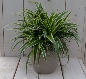 Chlorophytumintaupepot25cm-Warentuinnatuurlijk