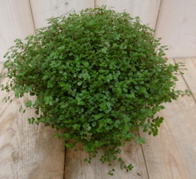 KamerplantSlaapkamergelukSoleirolia-Warentuinnatuurlijk