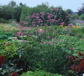 Verbenabonariensis-Samplant