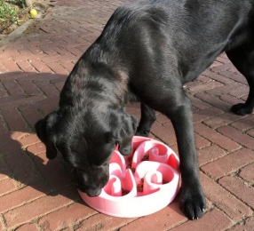 EatSlowLiveLongerOriginalBlueS