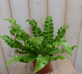 KamerplantKrulvarenAsplenium-Warentuinnatuurlijk