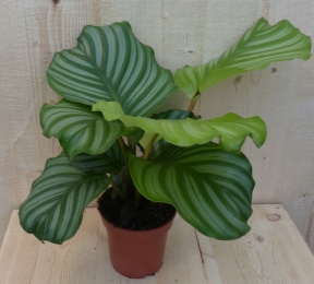 CalatheaOrbifoliaPauwenplantgroenbladgestreept30cmkamerplantWarentuinNatuurlijk-Warentuinnatuurlijk