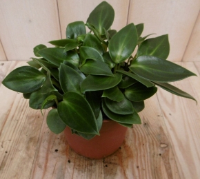 2stuksKamerplantSicilieSilhouettePeperomiaSmaragdViridiWarentuinNatuurlijk-Warentuinnatuurlijk