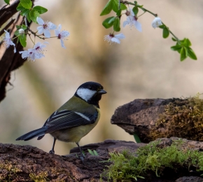 Tuinschilderijkoolmeesblsm130x70Customize-it-Customizeit