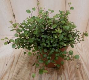 2stuksMuehlenbeckiamaoriViridiMuehlenbeckiaWarentuinNatuurlijk-Warentuinnatuurlijk