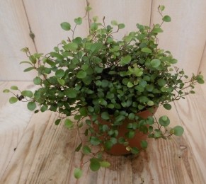 2stuksMuehlenbeckiamaoriViridiMuehlenbeckiaWarentuinNatuurlijk-Warentuinnatuurlijk