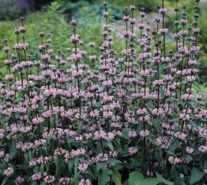 PhlomistuberosaAmazone-Samplant