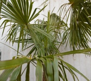 WinterhardePalmboomTrachycarpusFortuneistamhoogte100cmenhoogte225cm-Warentuinnatuurlijk