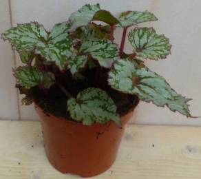 KamerplantMinibladBegoniaGrijsBegoniaceae-Warentuinnatuurlijk