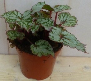 KamerplantMinibladBegoniaGrijsBegoniaceae-Warentuinnatuurlijk