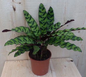 CalatheaInsignePauwenplantStippen30cm-Warentuinnatuurlijk