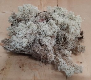 Ijslandmosinbakje-Warentuinnatuurlijk