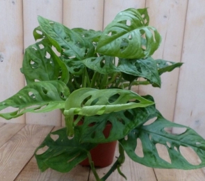 KamerplantMonsteraMiniGaten-Warentuinnatuurlijk