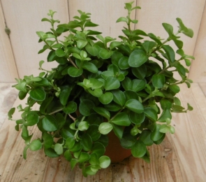 2stuksPeperomiarotundifolia-Warentuinnatuurlijk