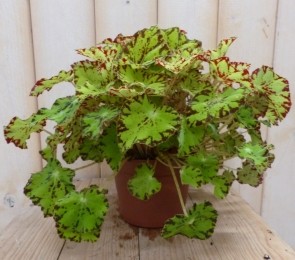2stuksKamerplantBladbegonialichtgroen-Warentuinnatuurlijk