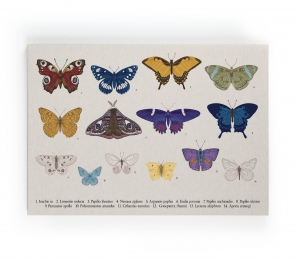 WanddecoratieColorfulButterfliesReallyNiceThings