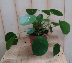 PannekoekplantPileaPannenkoekplantViridiWarentuinNatuurlijk-Warentuinnatuurlijk
