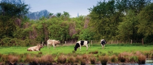 Polder130x50cmTuinschilderij-Customizeit