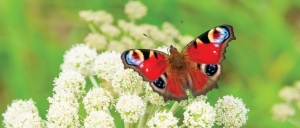 Vlinder130x50cmTuinschilderij-Customizeit