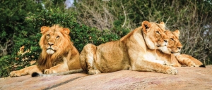 Leeuwen130x50cmTuinschilderijCustomize-it-Customizeit