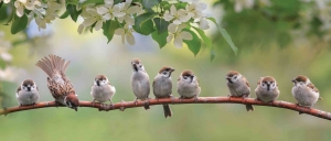 Mussen130x50cmTuinschilderijCustomize-it-Customizeit