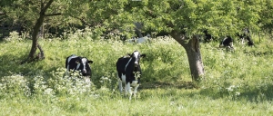 Koeien130x50cmTuinschilderijCustomize-it-Customizeit