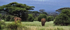 Olifanten130x50cmTuinschilderijCustomize-it-Customizeit