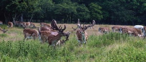 Hertenbos130x50cmTuinschilderijCustomize-it-Customizeit