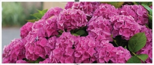 Hortensiaroze130x50cmTuinschilderijCustomize-it-Customizeit