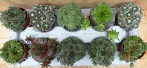 Vetplantensedum10potjespertraykleurmix-Warentuinnatuurlijk
