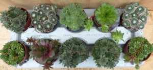 Vetplantensedum10potjespertraykleurmix-Warentuinnatuurlijk