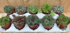 Vetplantensedum10potjespertraykleurmixWarentuinNatuurlijk-Warentuinnatuurlijk