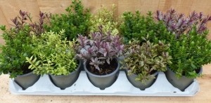 Hebeministruikjes10potjesintraykleurmix-Warentuinnatuurlijk