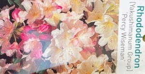 RhododendronPercyWiseman-Warentuinnatuurlijk