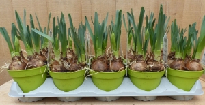 GeurendeNarcissen10stuksinpotjeskleurlichtgeelWarentuinNatuurlijk-Warentuinnatuurlijk